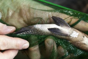 Basement aquaponics and raising tilapia.