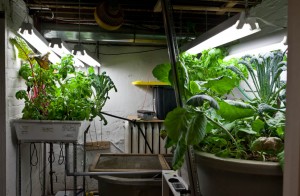 Basement Aquaponics